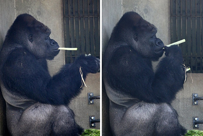 Shabani hiện là con vật biểu tượng cho vườn thú Higashiyama. Hình ảnh của chú ta cũng được dùng để quảng cáo cho một vài loại bánh ngọt, kẹo ngọt nổi tiếng ở Nhật.
