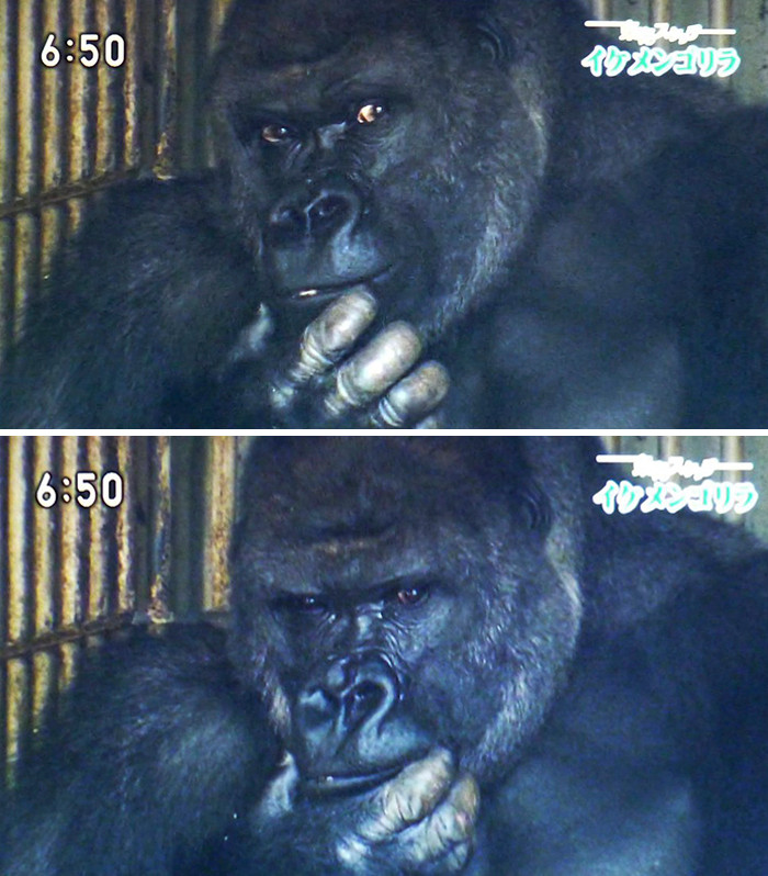 Tuy nhiên, từ năm 2007, Shabani đã được chuyển đến Nhật Bản hiện giờ Shabani đang sống một cuộc sống trong mơ tại vườn thú Higashiyama.