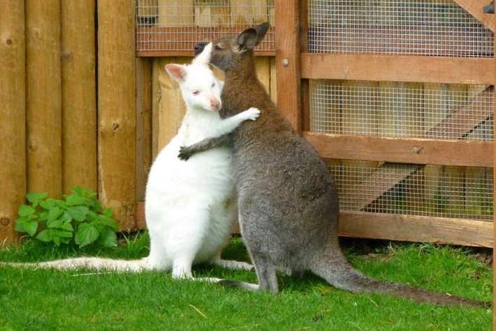 Kangaroo bạch tạng rất dễ bị cháy nắng, chúng cũng có tuổi thọ ngắn hơn rất nhiều so với đồng loại của mình.
