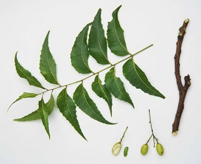 Trị bệnh vẩy nến bằng bột sầu đâu cũng khá hiệu quả. Bạn chỉ cần trộn đều bột sầu đâu với nước, đắp hỗn hợp lên vùng bị vẩy nến, chờ 30 phút sau đó rửa sạch giống như chữa nấm chân. Ảnh: Blog cây cảnh.