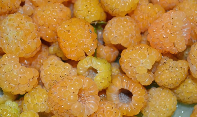 6. Mâm xôi da cam: Quả mâm xôi với nhiều dưỡng chất, vitamin, khoáng chất có khả năng giúp cơ thể ổn định đường huyết nên có thể nói là được xếp vào hàng thượng phẩm rất tốt cho các bệnh nhân mắc bệnh tiểu đường.