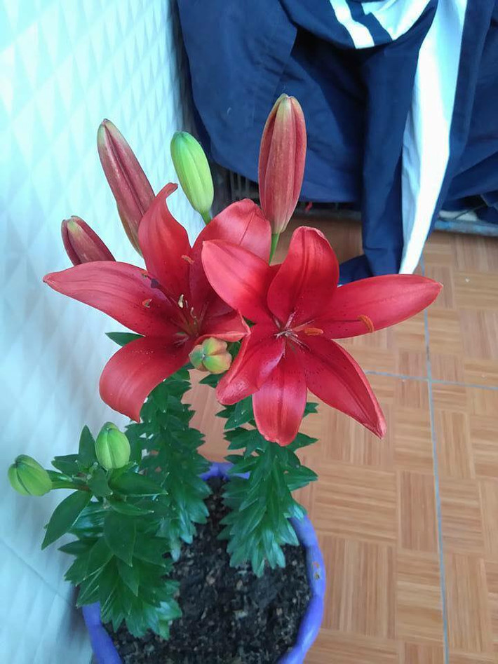 Hoa ly lùn cũng là lựa chọn tốt để trồng lấy hoa chơi Tết. Hoa ly lùn cây thấp, thời gian ra hoa nhanh cũng chỉ cần khoảng 45 ngày là cây ly trồng ra và nở hoa. Ảnh: Facebook hội trồng cây.