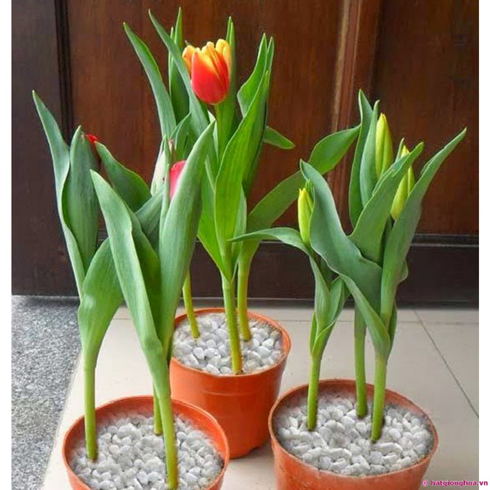 Thời điểm này, để trồng hoa nở đúng dịp Tết bạn nên trồng tuylip và hoa ly lùn. Ảnh: Hạt giống hoa.