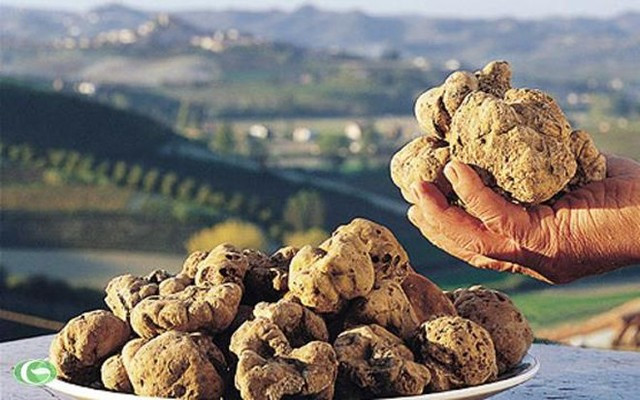 Dù ngoại hình xấu xí nhưng nấm Truffle lại làm thực khách siêu lòng vì hương vị và độ ngon. Ảnh: Báo mới.
