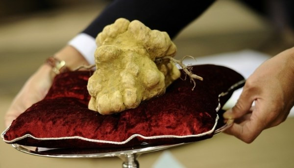Loại nấm Truffle này được giới nhà giàu trên thế giới rất ưa chuộng và sẵn sàng chi cả “núi tiền” để được thưởng thức món ăn chế biến từ nó. Ảnh: Kiến Thức.