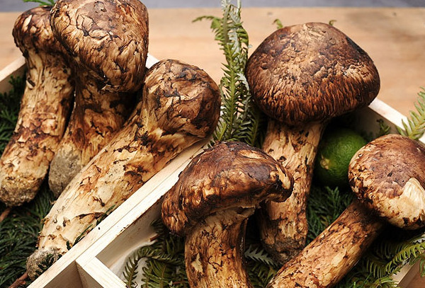 Nấm Matsutake vào đầu mùa thường có mức giá cao ngất ngưởng. Bạn có thể phải bỏ ra tới 2.000 USD để mua 1kg. Ảnh: Đặc sản Việt.