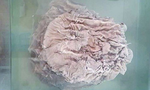 Một cây nấm linh chi Thái Tuế có giá không dưới 8.000 USD. Ảnh: Sina.