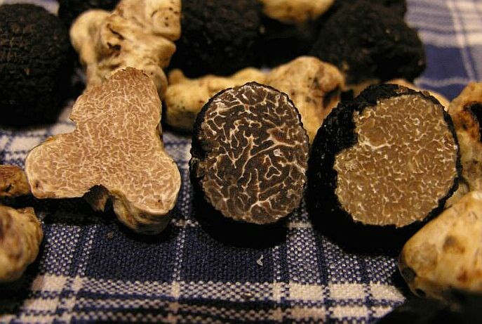 Vì có giá “trên trời” nên nấm Truffle luôn được săn lùng ráo riết. Ảnh: Kiến Thức.