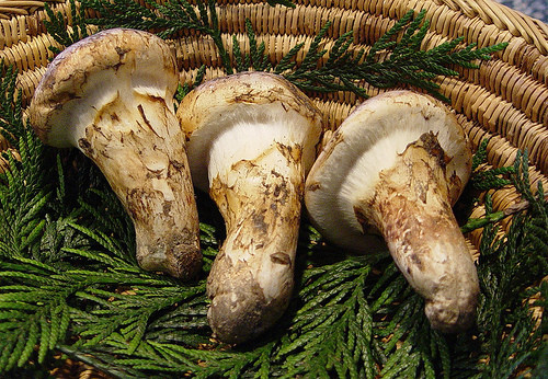 Nấm Matsutake là loại nấm siêu đắt thứ 2 Khỏe Plus 24h muốn giới thiệu. Ảnh: Sống khỏe.