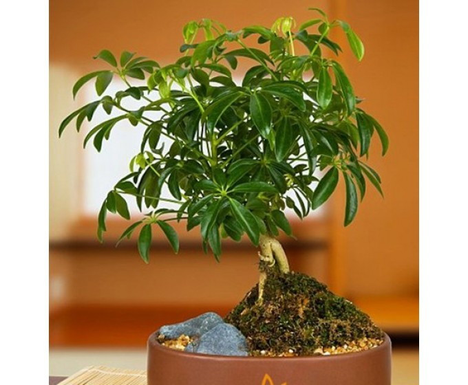 Cây ngũ gia bì dùng vỏ thân hay vỏ rễ, dạng sắc hoặc ngâm rượu, chữa phong thấp, làm mạnh gân cốt, tăng lực rất tốt.