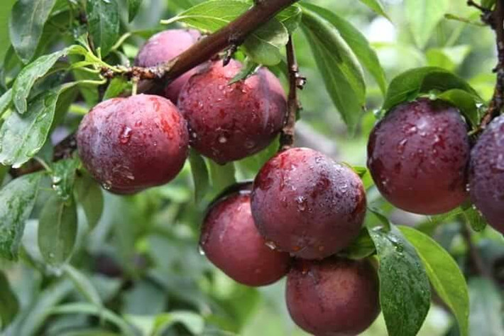 Trong mận chứa nhiều chất xơ và isatin, sorbitol, giúp điều chỉnh chức năng của hệ tiêu hóa, giảm táo bón rất tốt.