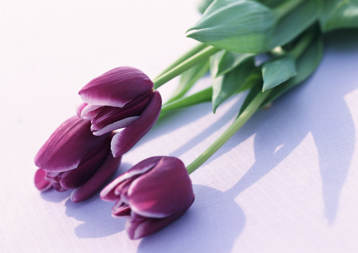 Đó là hoa tuylip màu cà rốt, tuylip vàng viền đỏ, tuylip hồng, tuylip màu đỏ nhung, tuylip màu đỏ cờ, tuylip đỏ viền trắng, tuylip tím và tuy lip vàng. Ảnh: Getty.
