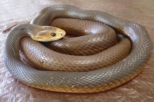 Các nhân viên tại Công viên bò sát Australia cũng vắt nọc độc của nhiều loài rắn nguy hiểm khác như: rắn nâu phương đông (Pseudonaja textilis), rắn hổ (Notechis scutatus) và rắn đen (Pseudechis).