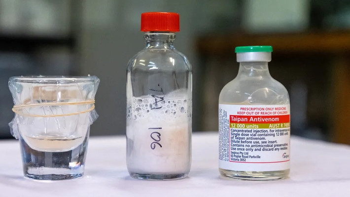 Cụ thể, chỉ với một lần cắn, con rắn thuộc loài rắn taipan duyên hải (Oxyuranus scutellatus) có tên Cyclone đã tiết ra hơn 5,2 gram nọc độc, nhiều gấp 3 lần mức trung bình và đủ để giết chết 400 người. Thông tin này do Công viên Bò sát Australia, vườn thú cách Sydney ở bang New South Wales 50 km về phía bắc, cho hay.