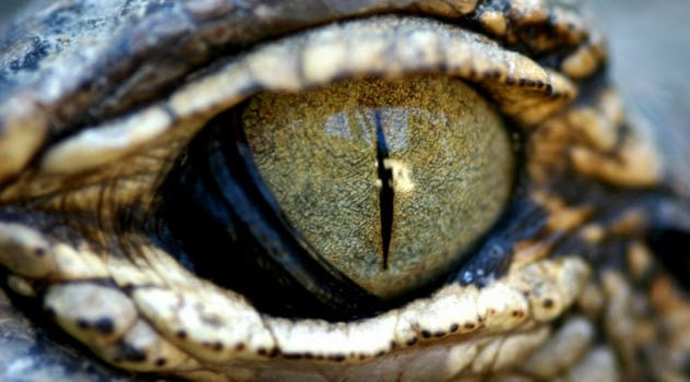 Người bò sát Reptilian có trí thông minh, kiến thức vượt trội hơn rất nhiều so với người bình thường.
