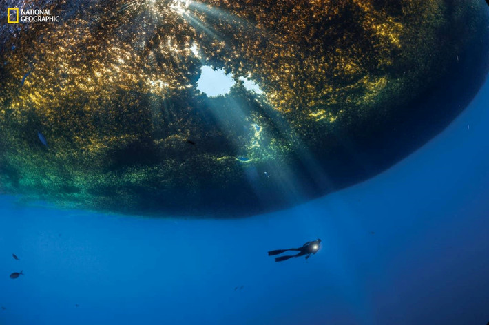 Hình ảnh một người lặn dưới khối rong mơ sargassum gần Cozumel, Mexico. Một khối lượng lớn rong mơ sargassum bất thường đã dạt vào bờ ở Mexico, Caribbean và những nơi khác, làm tắc nghẽn bãi biển ở các điểm du lịch.