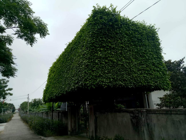 “Duối là loài cây phát triển rất chậm, chúng có sức sống mãnh liệt và tuổi thọ đến vài trăm năm. Hai cây duối lớn thế này tuổi đời chắc chắn không dưới 100 năm và giá trị bây giờ là rất lớn” - anh Thủy, một người đam mê cây cảnh, cây thế đánh giá.