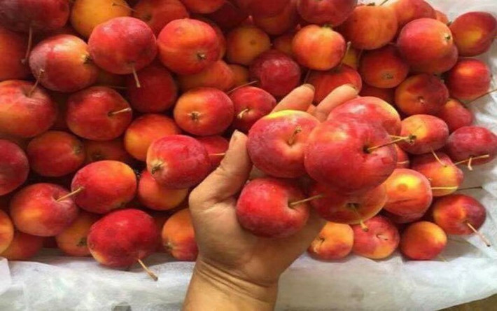 Hỗ trợ điều trị u nang buồng trứng: Nghiên cứu cho thấy, táo tàu có hiệu quả 90% trong điều trị ung thư buồng trứng với các tác dụng phụ không đáng kể.
