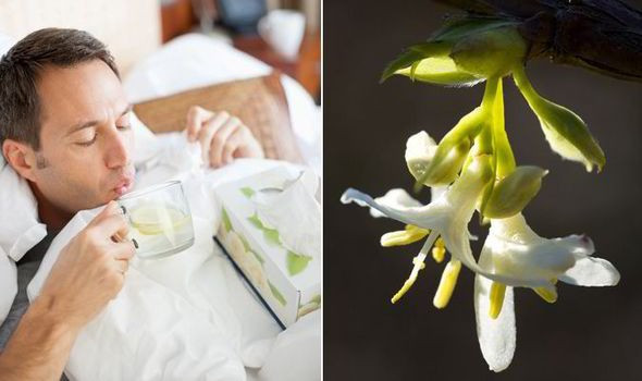 Một tác dụng tuyệt vời khác của kim ngân hoa là điều hòa hệ hô hấp.