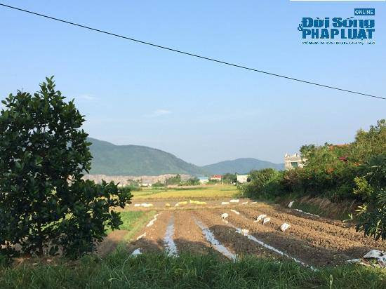 Theo ghi nhận của PV, toàn bộ diện tích trang trại gần 6.000 m2 đất nói trên sư Toàn bố trí làm đường, đào ao, trồng rau, thảo dược, một số để không chưa làm gì.