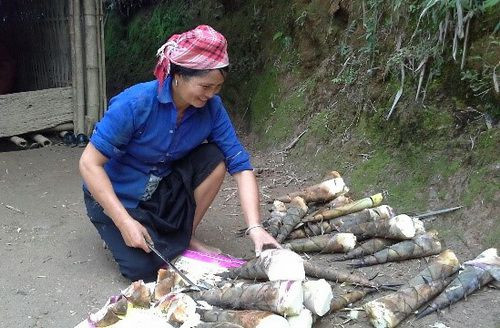 Măng rừng: Có rất nhiều loại măng như: măng vầu, măng nứa, măng mai, măng trúc, măng sặt, măng nứa, măng lay… thứ thì ngọt, thứ thì đắng, thứ màu trắng, thứ lại hơi vàng, thứ lại tim tím…