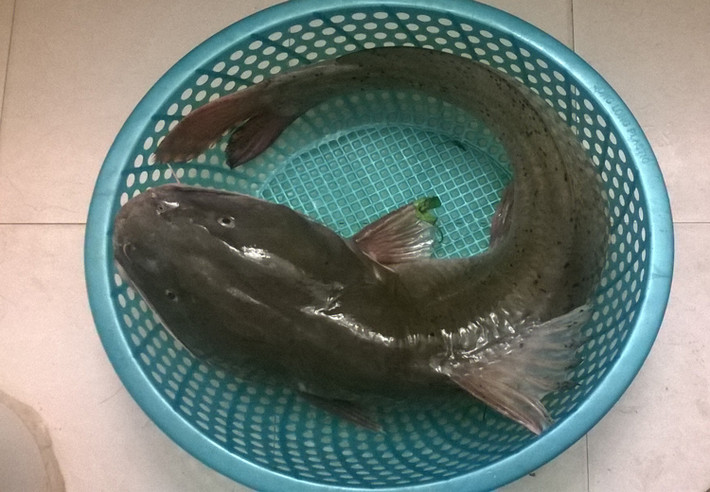 Ngoài giá trị dinh dưỡng cao, thịt cá lăng sông Đà còn có một ưu điểm vượt trội khác là không có xương dăm. Bởi vậy, cá lăng được chế biến thành rất nhiều món ăn khác nhau.