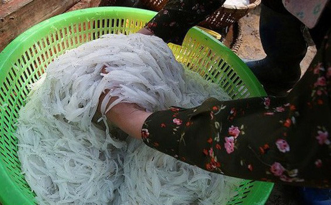 Người dân địa phương ví cá thủy tinh như là đặc sản hiếm có, bởi vì mỗi năm loài cá này chỉ xuất hiện một lần ở lòng hồ sông Đà vào khoảng tháng 4-5 trong thời gian cực kỳ ngắn, rất ít người được thưởng thức hương vị của loài cá hiếm này.