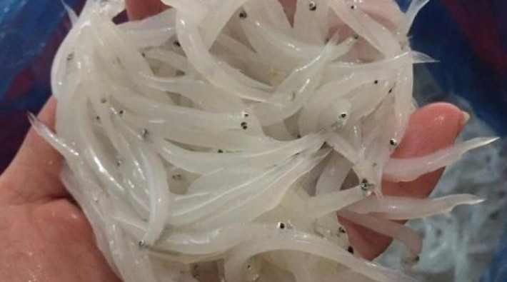 Cá ngần sông Đà: Cá thủy tinh hay còn gọi là cá ngần, cá nến mỗi năm chỉ xuất hiện một lần vào mùa hè trên dòng sông Đà. Nếu được thưởng thức đặc sản sông Đà này chắc chắn bạn nhớ mãi không quên.