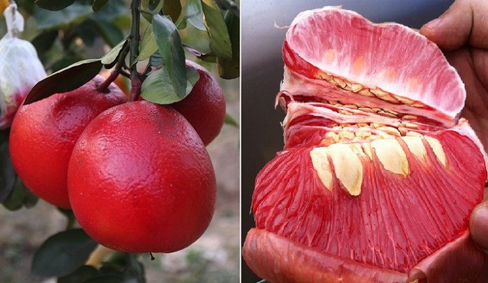 Bưởi Luận Văn, Thanh Hóa là một giống bưởi ngon nhưng ít người biết tới và không nổi tiếng như bưởi Diễn, bưởi Phúc Trạch, bưởi Đoan Hùng... Ảnh: Nông nghiệp Việt Nam.