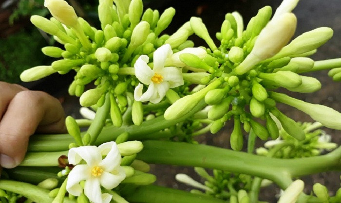 Cách chế biến món hoa đu đủ xào tỏi không hề khó, điều quan trọng của món xào tỏi đó là việc lựa chọn các loại gia vị chế biến sao cho phù hợp thì món ăn mới có được hương vị hài hòa, thơm ngon và hấp dẫn.