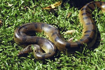 Cụ thể, một giả thuyết cho rằng tên của loài trăn Anaconda bắt nguồn từ chữ “henakanday” trong thổ ngữ Sinhalese của Sri Lanka có nghĩa là “rắn thần sấm”.