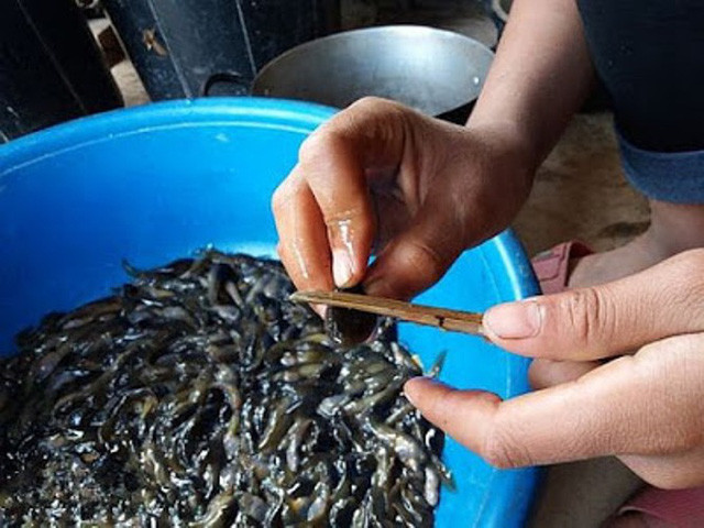 Nòng nọc sau khi bắt về được rửa qua, dùng mũi dao nhọn gẩy nhẹ vào bụng, lôi phần lòng ruột cho ra ngoài rồi rửa sạch. Sau đó để cho ráo mới mang đi chế biến thành nhiều món ăn khác nhau như: nấu canh với rau rừng; ướp với sả, ớt để xào, nướng… Nhưng món được yêu thích nhất phải kể đến nòng nọc om măng.