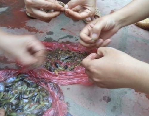 Những chú nòng nọc bụng trắng tinh, béo mẫm và mềm mại nằm ngon lành trên bát măng om nghi ngút khói là thứ đặc sản làm không ít người phải ngại ngần khi lần đầu thưởng thức.