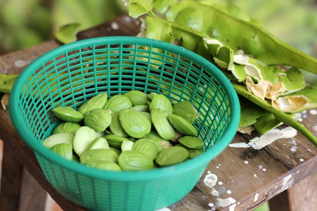 Những hạt đậu chắc mẩy được bóc ra để làm món ăn.