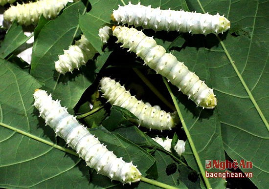 Tằm có thể nuôi từ tháng 3 đến tháng 10 hàng năm. Trung bình mỗi nong tằm nếu được chăm sóc tốt thì khoảng 18 ngày sẽ cho thu hoạch.