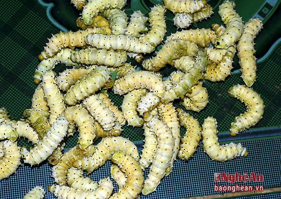 Khi tằm ngả sang màu vàng, đó là lúc bắt đầu "thu hoạch".