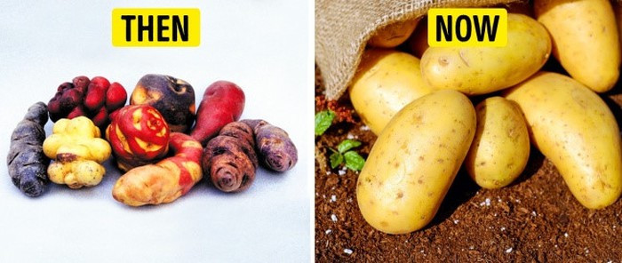 Khoai tây: Loại khoai tây bản địa này từ Nam Mỹ. Chúng phát triển khá sự đa dạng về hình dạng, màu sắc và kết cấu. Có một số tổ chức ở Nam Mỹ không chỉ duy trì sự đa dạng của khoai tây mà còn thúc đẩy sự phổ biến của chúng trên khắp thế giới. Ảnh: BS.