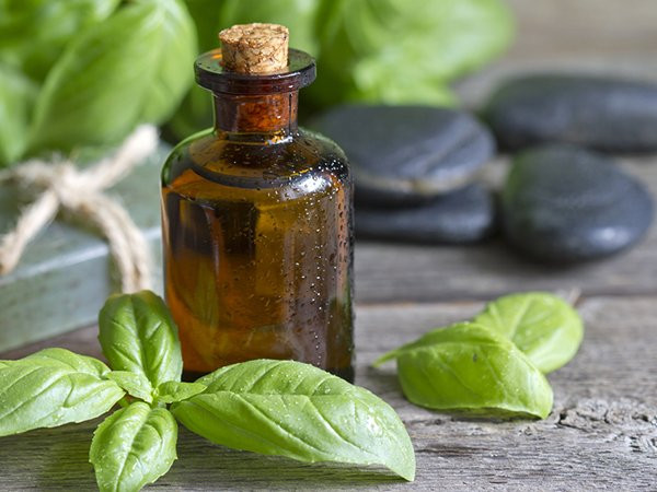 Tinh dầu húng quế: Bệnh gout gây viêm ở các khớp dẫn đến cảm giác nóng rát, húng quế có đặc tính kháng viêm có thể giúp giảm sưng, viêm và giảm cảm giác nóng rát.