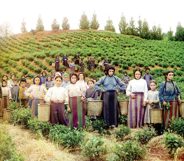 Những công nhân người Hy Lạp làm việc tại đồi chè ở Georgia, Nga năm 1912.