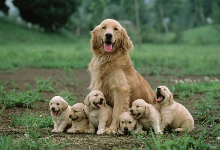 Dân gian ta còn lưu truyền một cách thức trừ tà, ma quỷ khác là sử dụng máu chó. Điều này xuất phát từ quan niệm mùi máu tanh sẽ khiến hồn ma khiếp sợ, không dám lại gần.