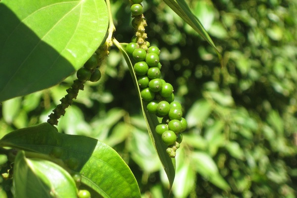 Bài 2: Kết hợp tỏi với các vị thuốc bao gồm: hồ tiêu, bạch chỉ. Ảnh: Phú Quốc.