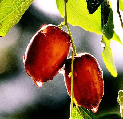 Nước táo tàu cũng giúp chữa lành một vài tổn thương gan.
