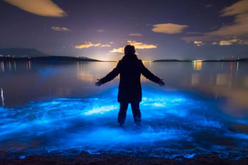 Tảo phát sáng: Hiện tượng thiên nhiên kỳ thú xảy ra ở lưu vực cửa sông Derwent thuộc Tasmania khi nơi này bị chiếm lĩnh bởi loài tảo đơn bào Noctiluca Scintillans thuộc loài Dinoflagellates. Bình thường chúng ta không dễ nhìn thấy chúng nhưng khi bị kích thích bởi các tác nhân từ bên ngoài, chúng sẽ phát ra ánh sáng mờ ảo rất thú vị.