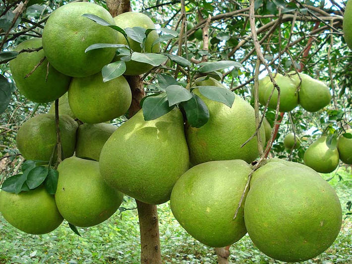 Bưởi: Chắc chắn ngày tết nhiều gia đình sẽ tích trữ rất nhiều bưởi vì loại quả này dễ ăn, giảm cảm giác ngán, ngấy khi ăn quá nhiều thịt và đồ dầu mỡ. Bưởi không chỉ để ăn bình thường mà đối với người say rượu bưởi cũng có tác dụng rất tốt. Ảnh: Vishop.