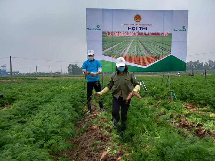 Hoàng Đức cho biết, đây là lần đầu anh nhổ cà rốt. Lúc đầu hơi khó khăn nhưng sau đó đã dần thích nghi. Hoàng Đức cũng mong nông sản quê hương Hải Dương ngày càng phát triển và được tiêu thụ nhiều hơn ở thị trường nước ngoài.