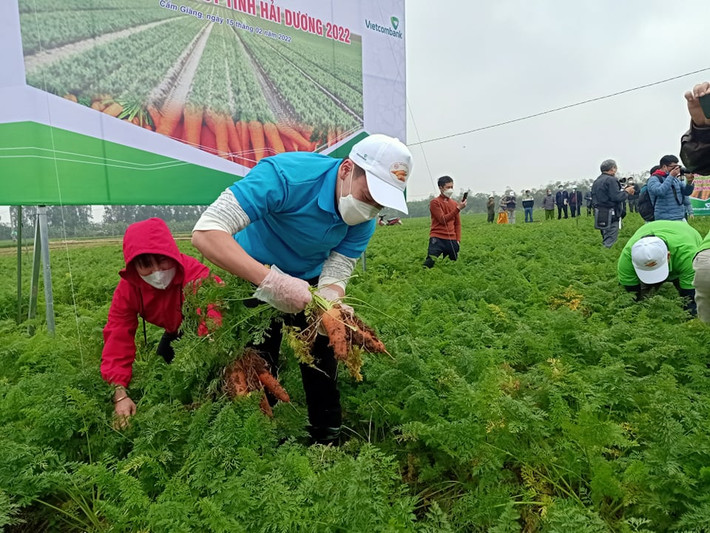 Cuộc thi nhằm khích lệ tinh thần lao động hăng say trong mùa thu hoạch cà rốt và để khách thập phương, nhất là người nước ngoài được trải nghiệm văn hóa sản xuất nông nghiệp của Hải Dương nói riêng và Việt Nam nói chung. Sự xuất hiện của Hoàng Đức, Đức Chiến, Trọng Đại đã thu hút sự chú ý của nhiều người dân, khiến cuộc thi sôi động hơn. Với sự khéo léo, nhanh nhẹn như trên sân bóng, Hoàng Đức cùng các thành viên trong đội đã dành chiến thắng chung cuộc của cuộc thi.