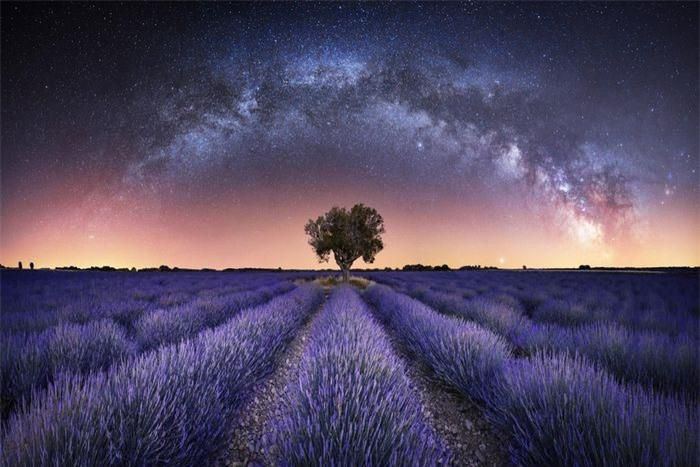 Dải ngân hà lơ lửng ngay trên cánh đồng hoa oải hương ở Valensole, miền Đông Nam nước Pháp. Tác giả: Stefan Liebermann.
