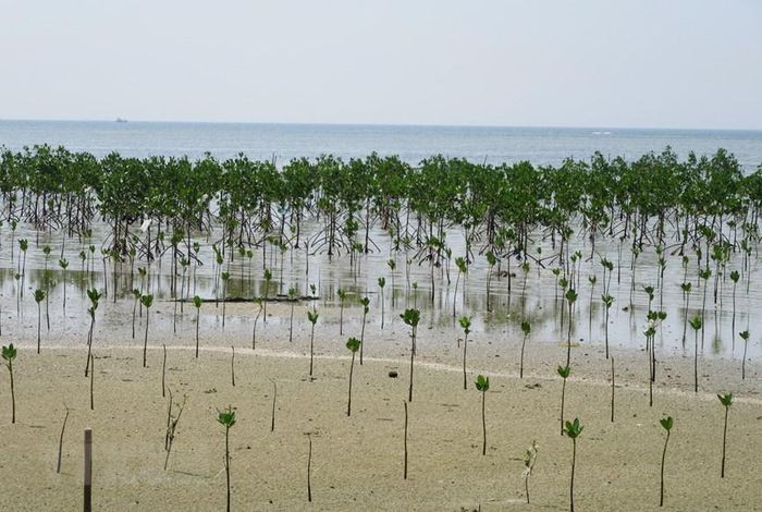 Trồng rừng ngập mặn phục hồi hệ sinh thái tại khu bảo tồn biển Khu dự trữ sinh quyển Núi Chúa. (Ảnh: Nguyễn Thành/TTXVN)
