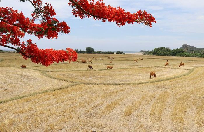 Với giá trị đa dạng sinh học cao, khu dự trữ sinh quyển Núi Chúa (Ninh Thuận) đang là điểm thu hút khách du lịch, các nhà khoa học tới tham quan, nghiên cứu. (Ảnh: Nguyễn Thành/TTXVN)