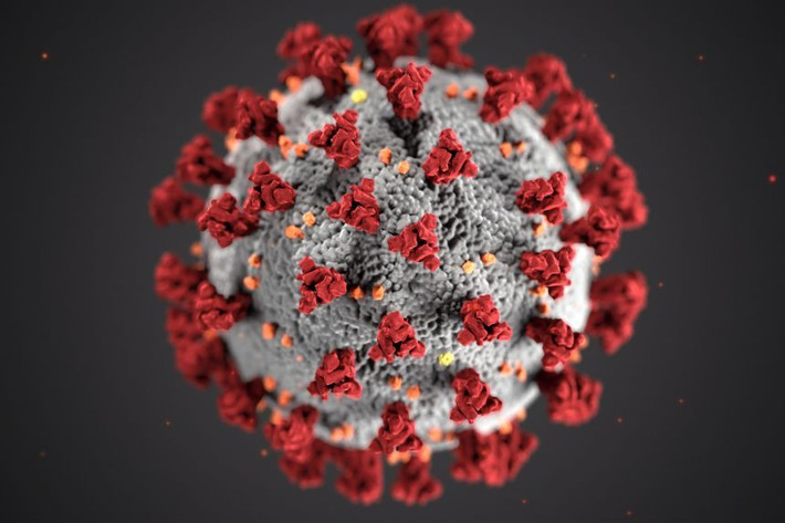 Trong số này, virus BANAL-52 giống virus SARS-CoV-2 đến 96,8%. Điều này khiến cho BANAL-52 có sự tương đồng về mặt di truyền với virus SARS-CoV-2 hơn bất kỳ loại virus nào từng được biết đến.